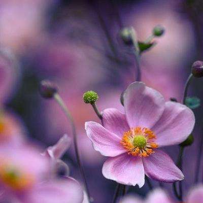 火狐体育下载app